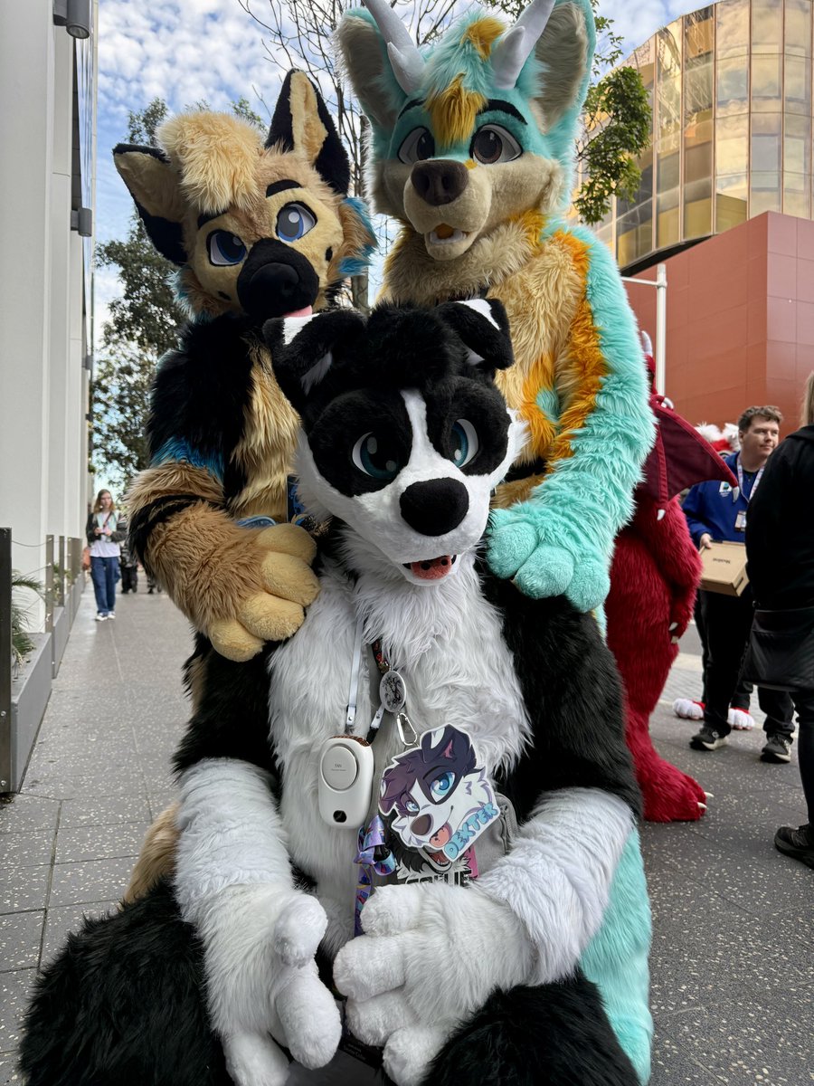 Dexter_Collie's tweet image. Can’t believe I got a pick with 
THE @ranger_shep &amp;amp; THE @Asherthedolf 
Not washing my shoulders!!

#Aurawra25
