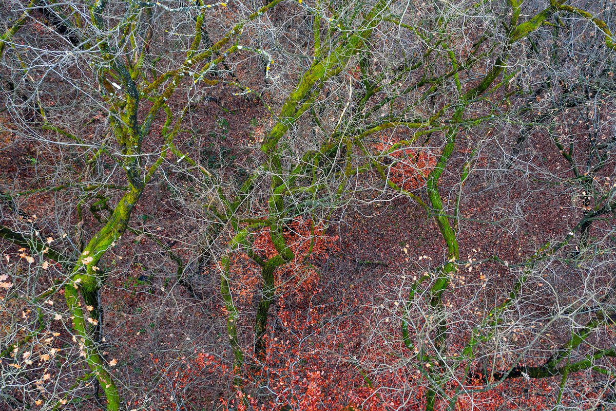 JureYurko's tweet image. Trees