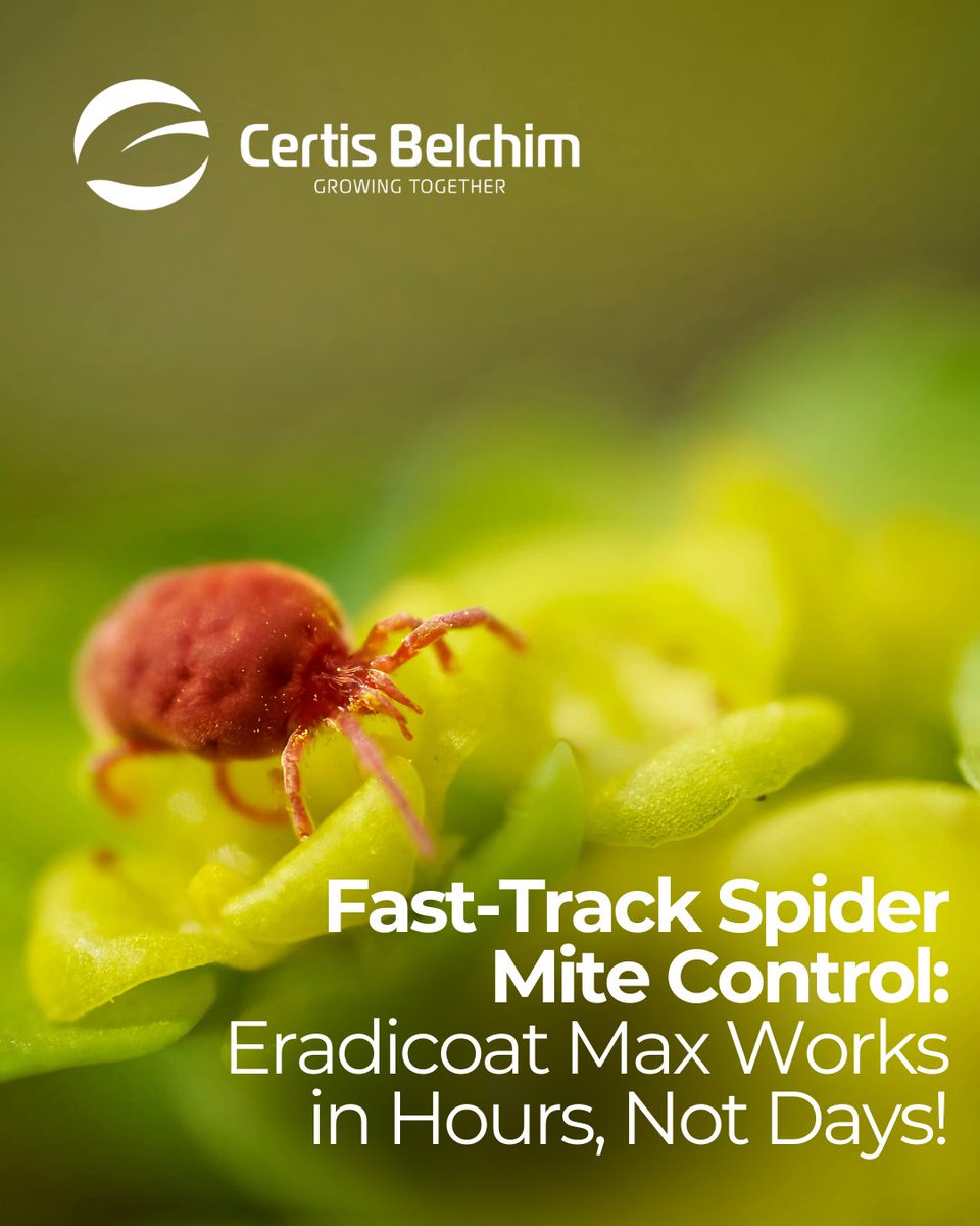 🕷️ Hot, dry weather = spider mite boom! Control fast with Eradicoat Max—visible results in hours. Advanced formula for better coverage &amp; easy mixing.
#HortFacts #EradicoatMax #SpiderMites #IPM #CropCare