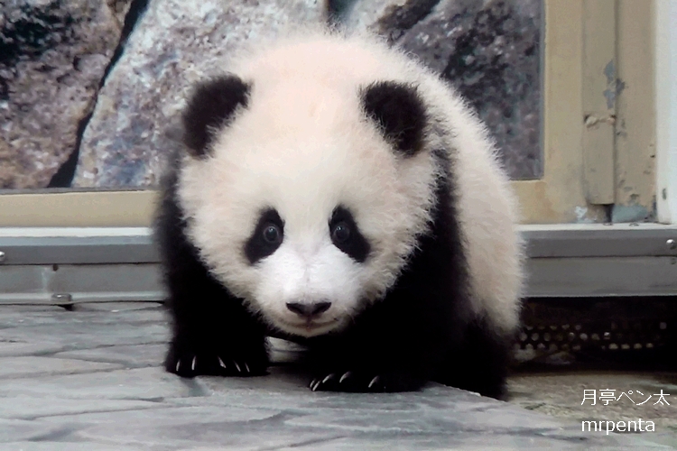 桜浜 2015.04.13 #アドベンチャーワールド