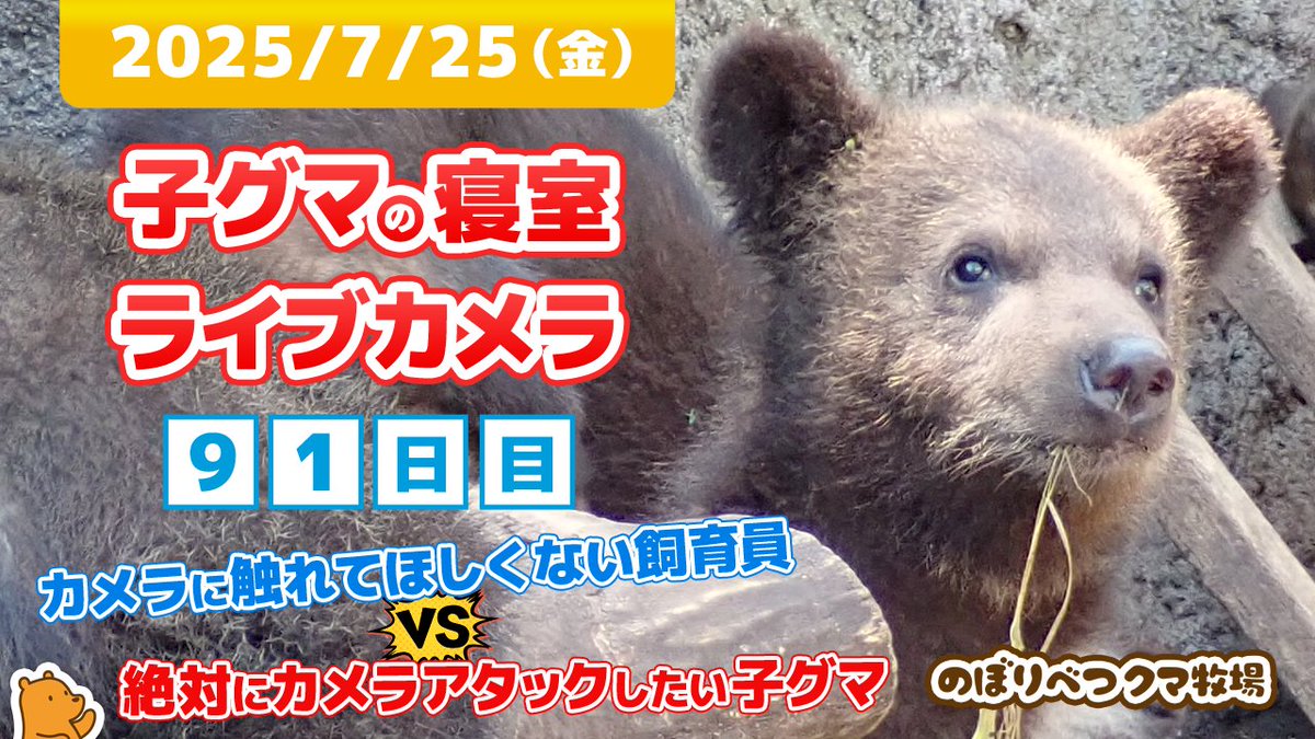 bearpark_jp's tweet image. 『カメラに触れてほしくない飼育員』と『絶対にカメラアタックしたい子グマ』との熱い戦いが連日繰り広げられています。
子グマ5頭の寝室の様子を17:00~翌3:00頃まで連日配信中!
本日の配信枠はこちら↓
【7月25日 子グマの寝室ライブカメラ のぼりべつクマ牧場】
youtube.com/watch?v=0cowBs…
