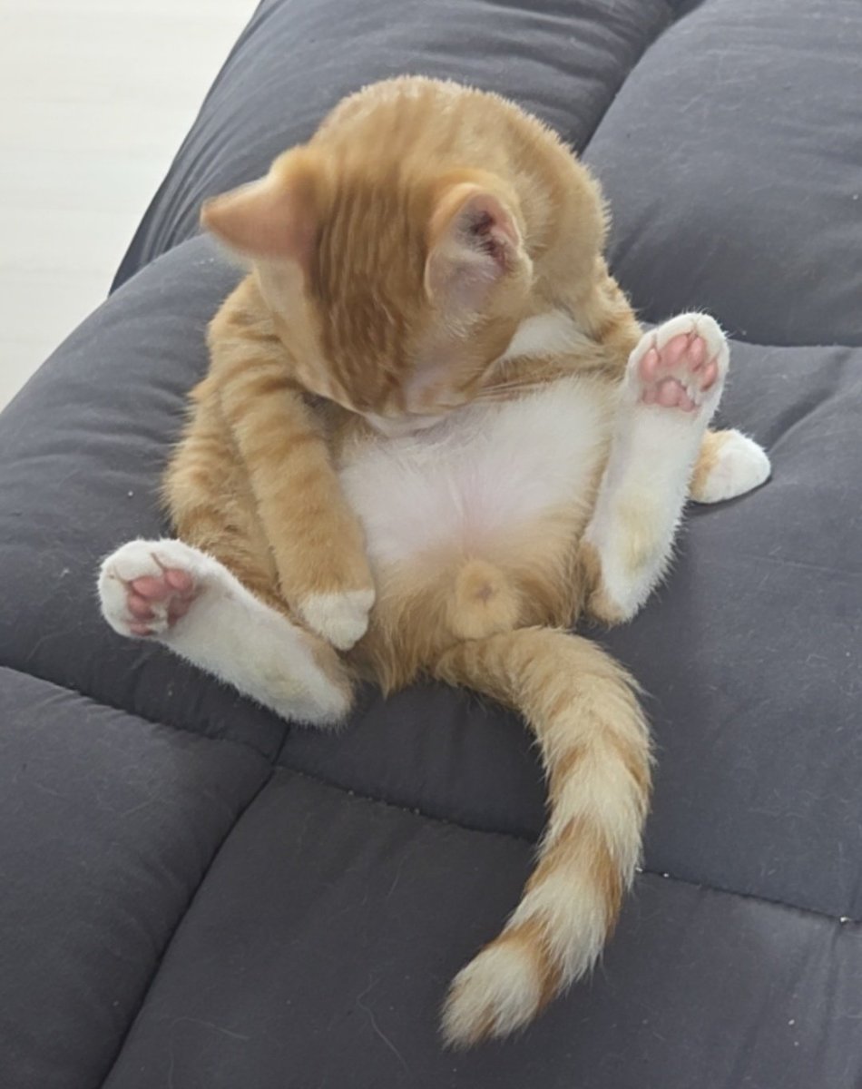 imma_nyam's tweet image. ๋ฐฐ์จ!
#๊ณ ์์ด์
์ #์ฌ์ง๋ง๊ณ _์
์ํ์ธ์