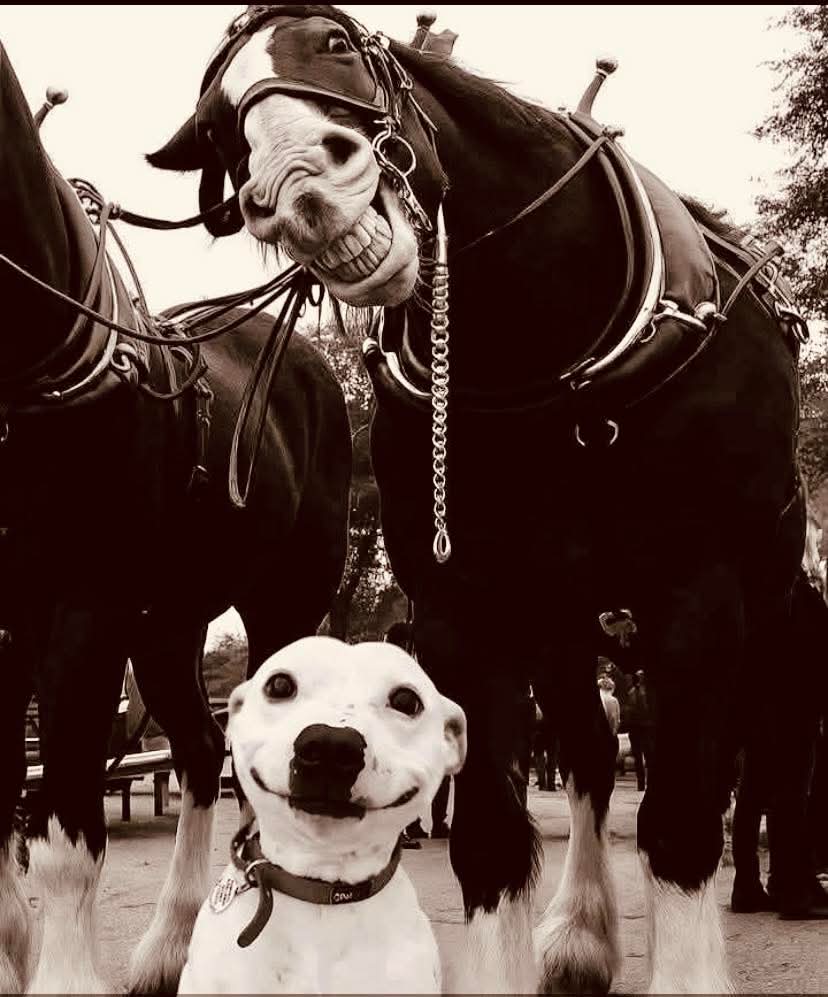 GustavoAdolf_'s tweet image. "La felicidad es como una mariposa, cuanto más la persigues, más huye.
Pero si vuelves la atención
hacia otras cosas, ella viene
y suavemente se posa en tu hombro.
La felicidad no es un lugar en el camino, es una forma de caminar por la vida."
Viktor Frankl