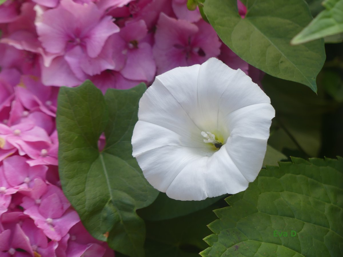 📷  Olomouc, Českobratrská ul.