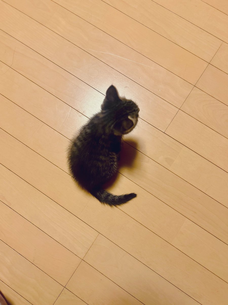 hmm139's tweet image. 何倍になったんやろう