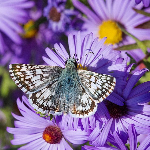lhkjade921's tweet image. Good morning
Greetings from nature🦋🌹🎋