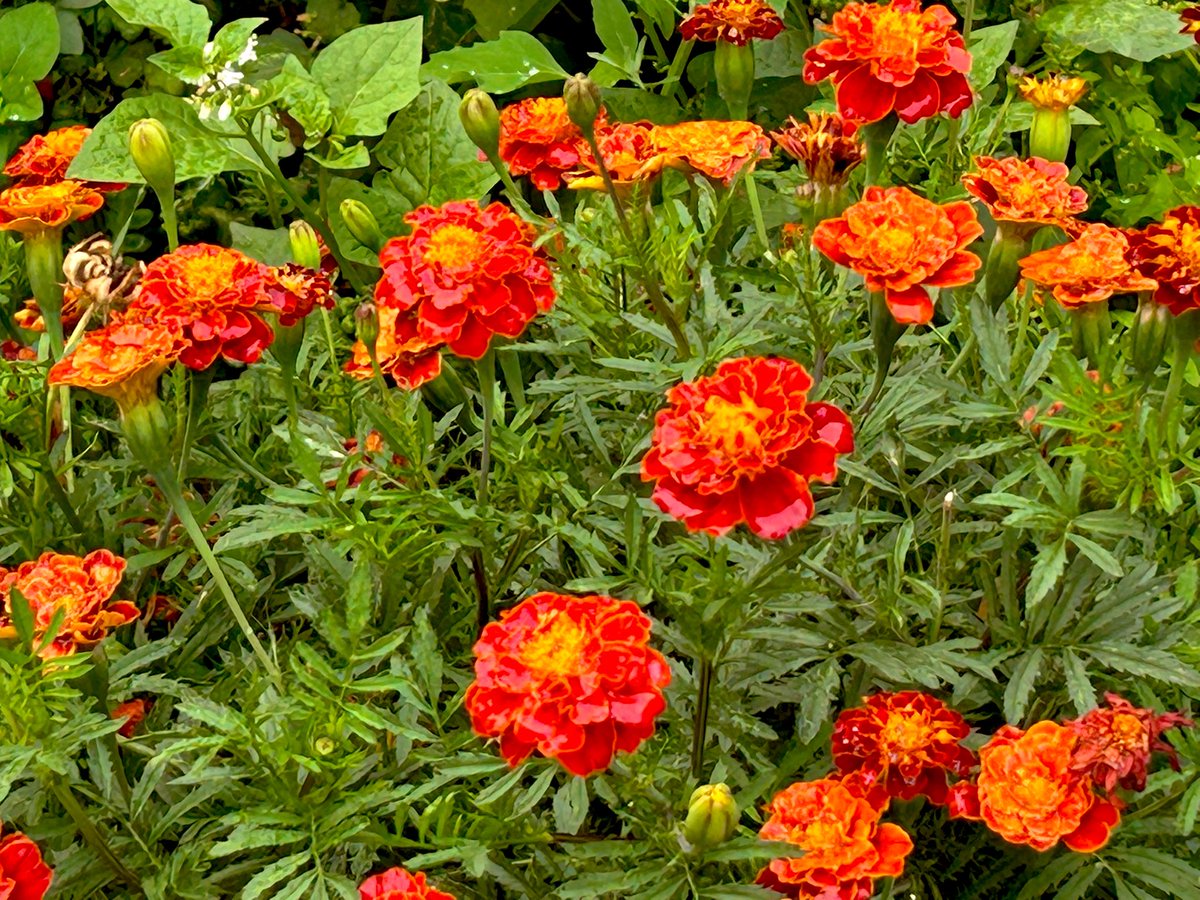 My daughter and I went for a beautiful evening bike ride yesterday, through an LTN, on footpaths and in parks. 

And I thought DAMN imagine if she could cycle like this all over this city - just on paths with flowering plants bordering, wouldn’t it be just ABSOLUTELY IDEAL?! -/1