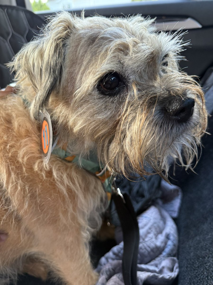 DuncanPickles's tweet image. Turns out they didn’t forget 😳🙄🫣😳 *pfft* bet they wouldn’t dress Scrapppps like this 🫣🙄🫣 #ScrappyBirthday
#DuncanPickles #dogsofX #btposse #FridayMotivation