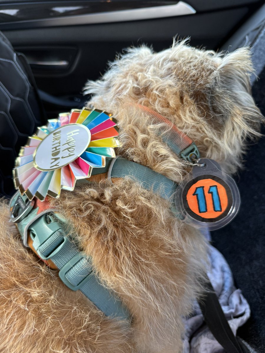 DuncanPickles's tweet image. Turns out they didn’t forget 😳🙄🫣😳 *pfft* bet they wouldn’t dress Scrapppps like this 🫣🙄🫣 #ScrappyBirthday
#DuncanPickles #dogsofX #btposse #FridayMotivation