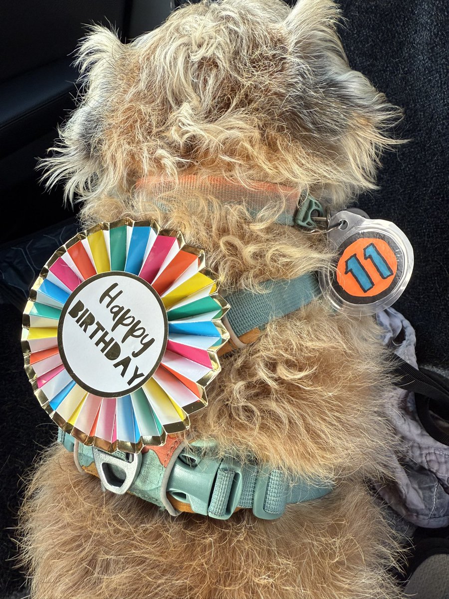DuncanPickles's tweet image. Turns out they didn’t forget 😳🙄🫣😳 *pfft* bet they wouldn’t dress Scrapppps like this 🫣🙄🫣 #ScrappyBirthday
#DuncanPickles #dogsofX #btposse #FridayMotivation