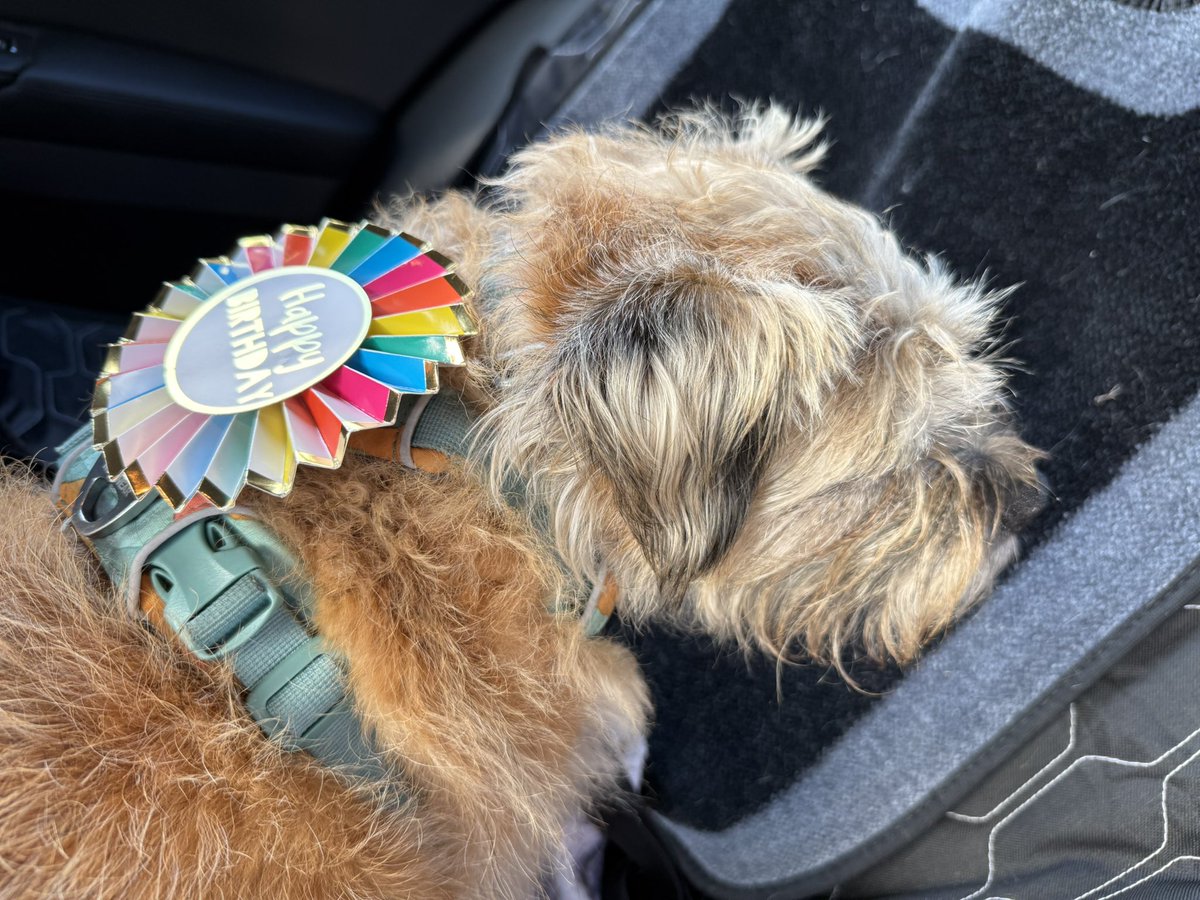DuncanPickles's tweet image. Turns out they didn’t forget 😳🙄🫣😳 *pfft* bet they wouldn’t dress Scrapppps like this 🫣🙄🫣 #ScrappyBirthday
#DuncanPickles #dogsofX #btposse #FridayMotivation