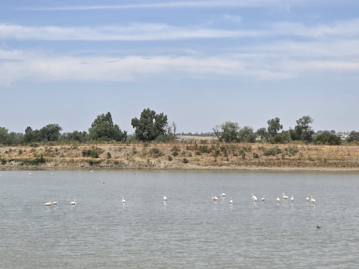 PuertoDeSevilla's tweet image. 🟢 Así se encuentra nuestro humedal de Butano, un vaciadero del @PuertoDeSevilla reconvertido en hábitat para avifauna en el Guadalquivir.

♻️ Siguiendo la visión #WorkingWithNature aprovechamos los sedimentos de los dragados sostenibles para proyectos de economía circular.