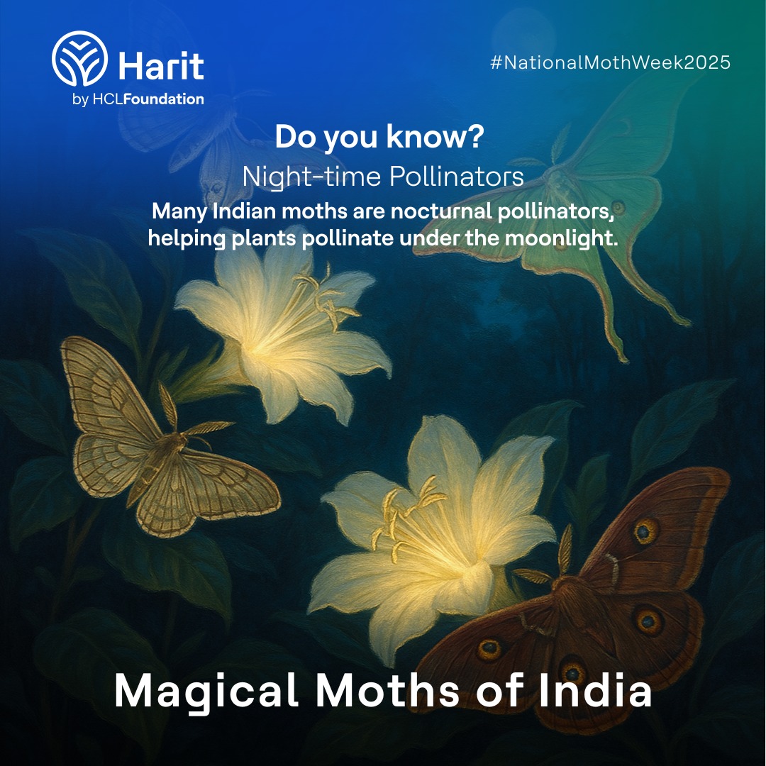 When the sun sets, a quiet pollination party begins!
Moths take over as nocturnal pollinators, playing a vital role in maintaining plant diversity. 
#NationalMothWeek2025 #CitizenScience #MothAwareness #HaritbyHCLFoundation #HCLFoundation