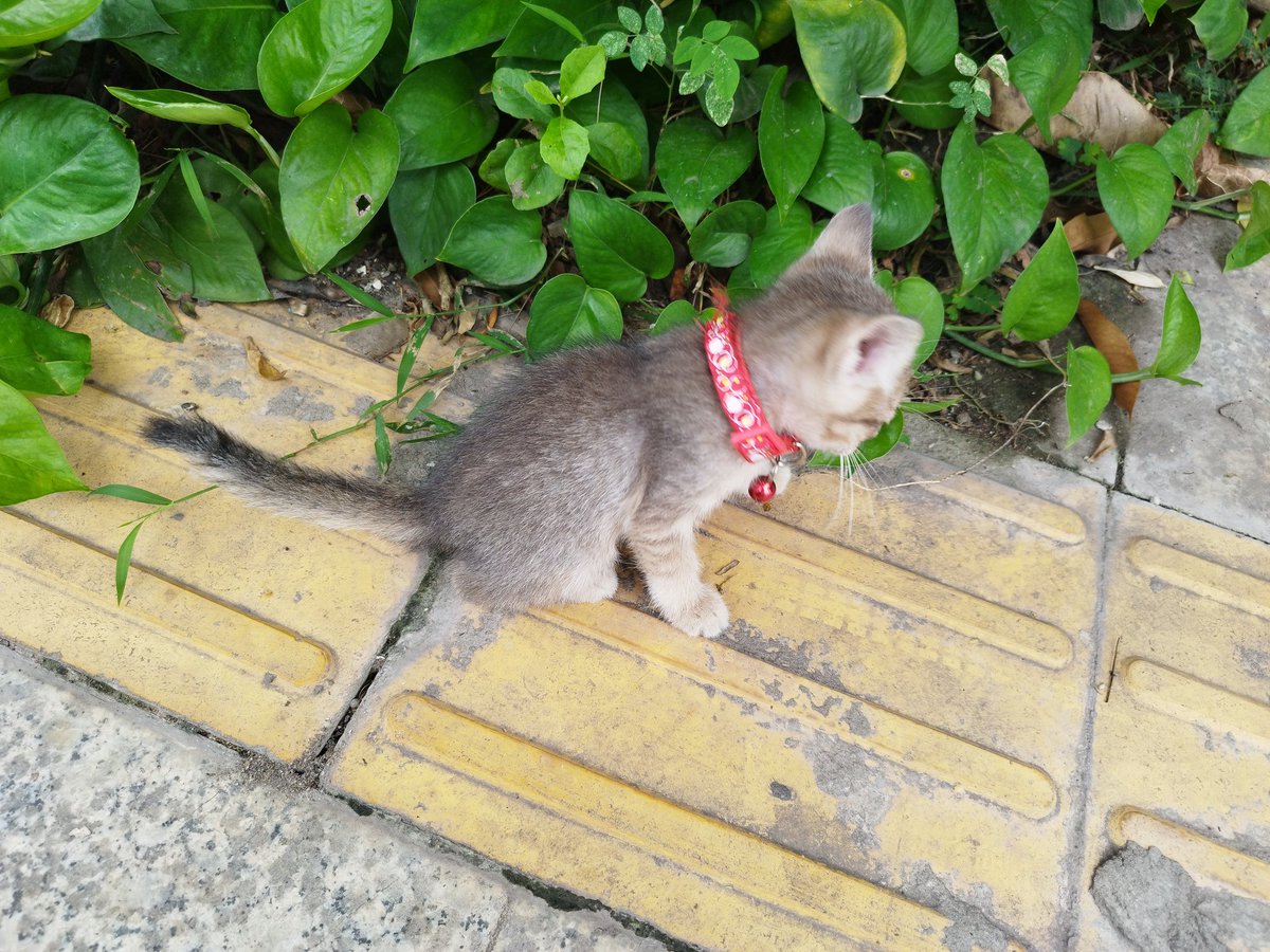 bronzeagecatis's tweet image. Thinking of Kitten & his mommy. Hope they're well. 😿
