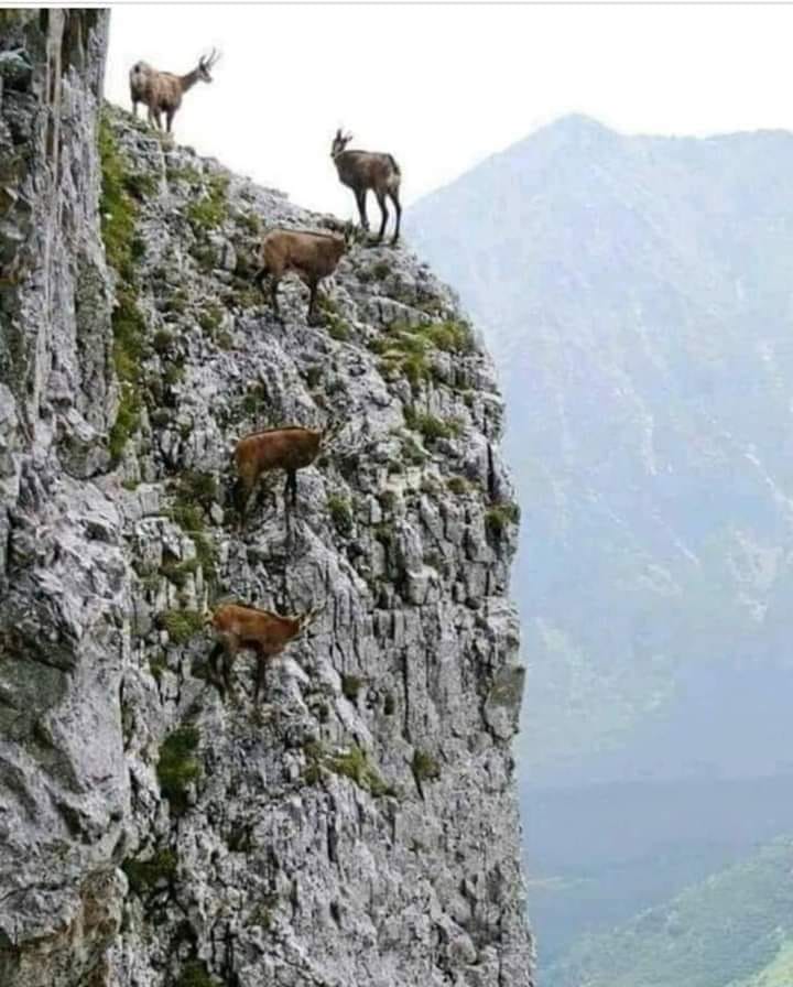 Sizce zirve neresidir?