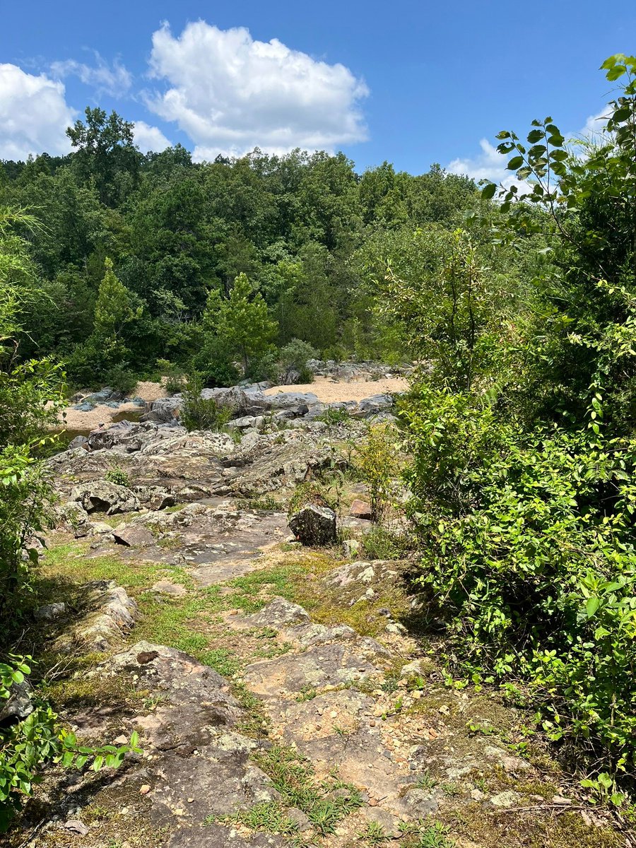 DCSCInc's tweet image. 🤩 Venture out solo into the forest or a park. Turn off your phone and tune in to the natural world. Hear the breeze rustling through leaves, birds singing, and bees buzzing. Today is #WorldListeningDay
