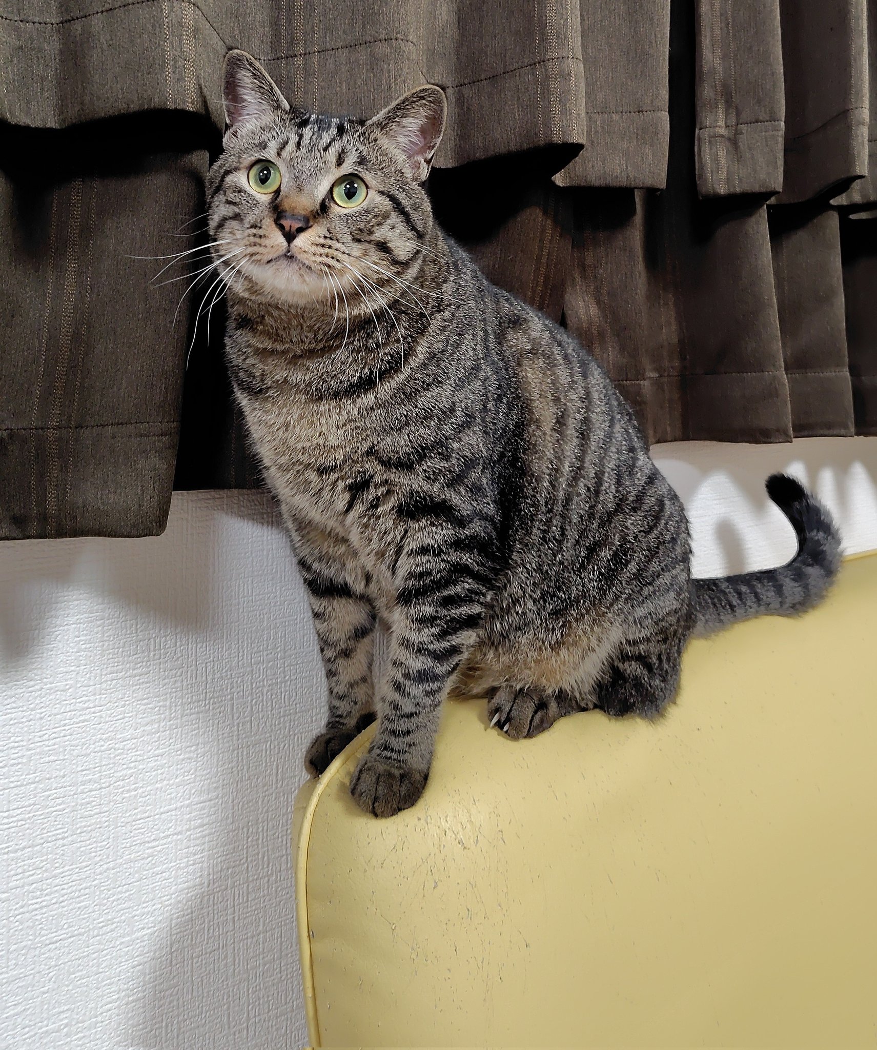 とらねこ lib-nekoktk-dl_11.jpg