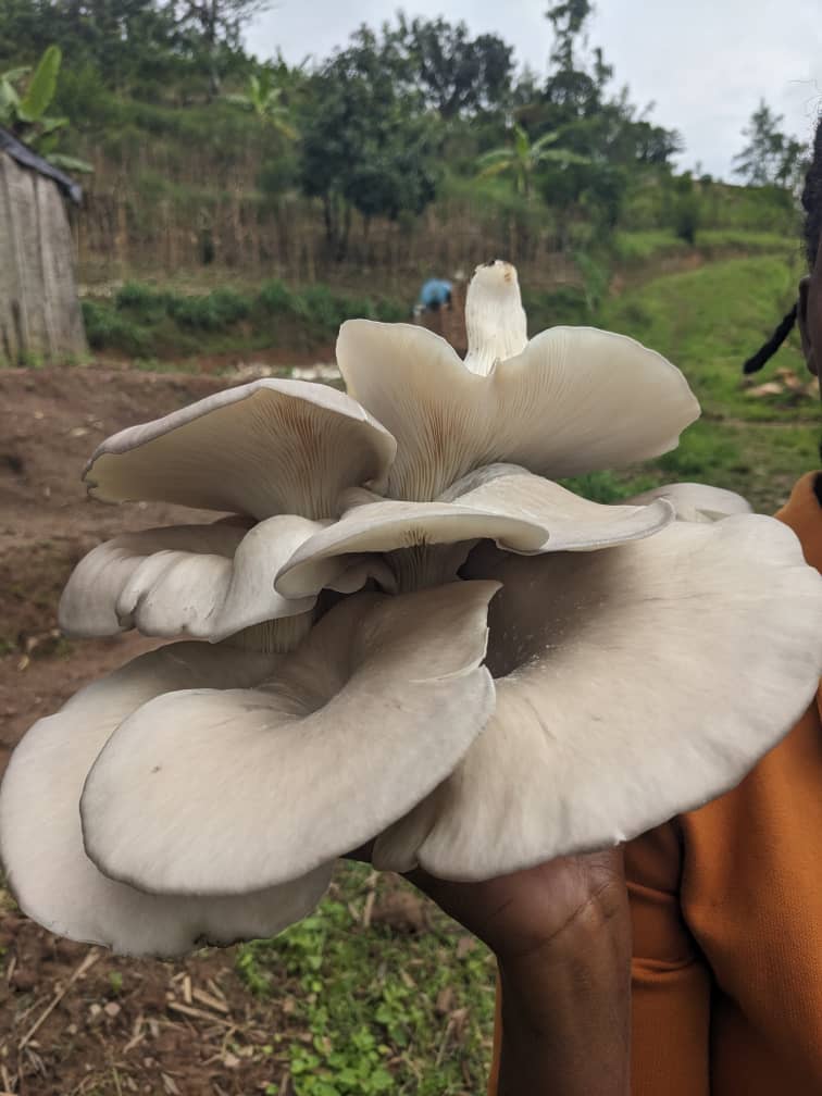 AGRONOMME 🇷🇼 tweet media