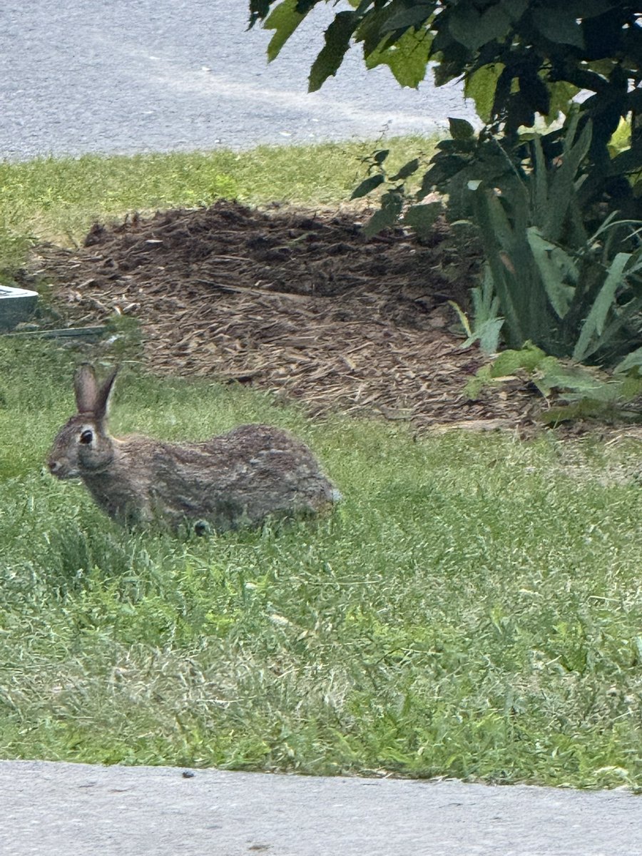 qwacaroni370's tweet image. I saw cute rabbit during my mental health walk… heh cute..
