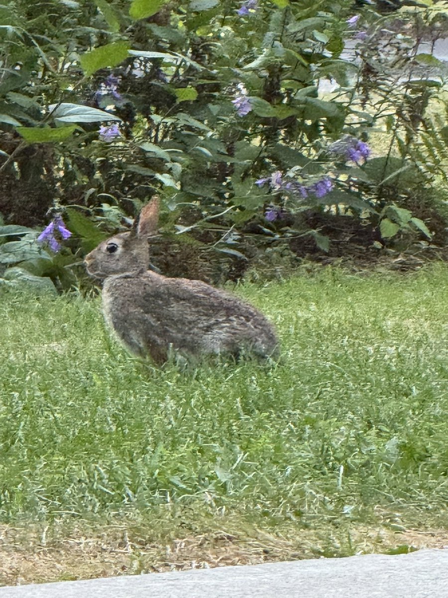 qwacaroni370's tweet image. I saw cute rabbit during my mental health walk… heh cute..