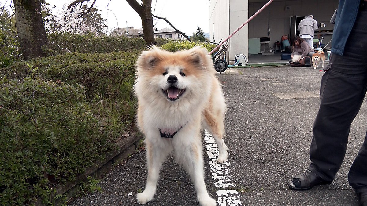 t_soft_center's tweet image. いままで1日に3回もポスト(ツイート)したことがあっただろうか…、記憶にないがともかく出し惜しみはしないことに。
編集中の動画より。ビビりまくった末に打たれたムクの秋田犬。直後に満面の笑みを見せる。