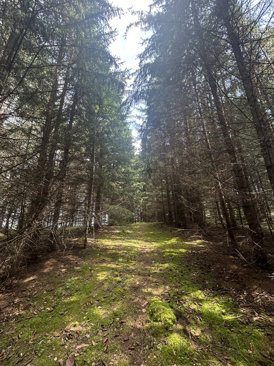 simbiryakov's tweet image. hey @Mira_Network today we went to the forest to pick mushrooms 🍄and touch the grass, but collected only insects 🕷️