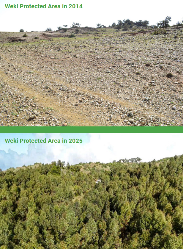 FikreJesus's tweet image. 🇪🇷🌳🌳
Weki Protected Area: 2014 --> 2025
"The best time to plant a tree was 20 years ago. The second best time to plant a tree is now..."