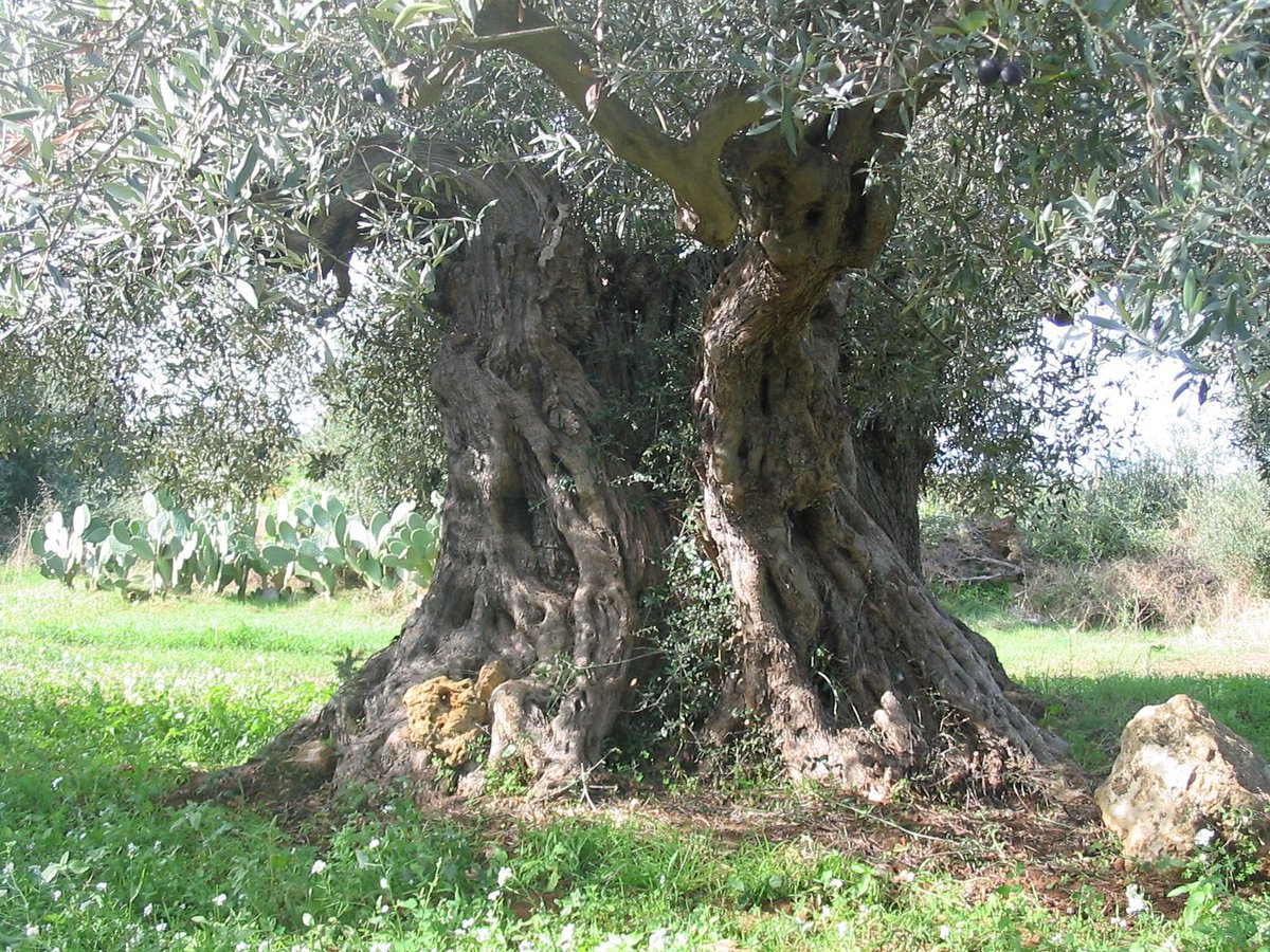 A Menfi nasce la prima Comunità dell’Olio d’Italia
cittadellolio.it/2025/07/25/a-m…