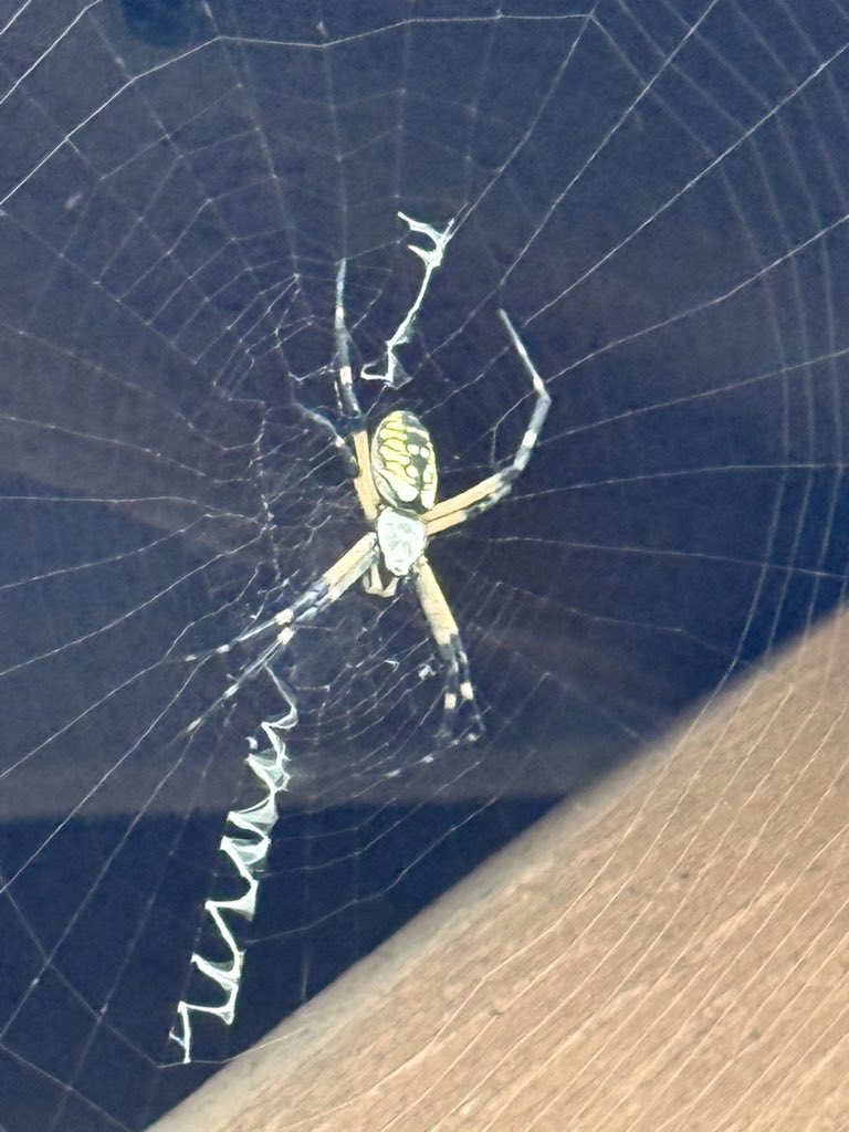 Good morning, Twitterverse. May you have the day you deserve. 

Found this guy hanging around.