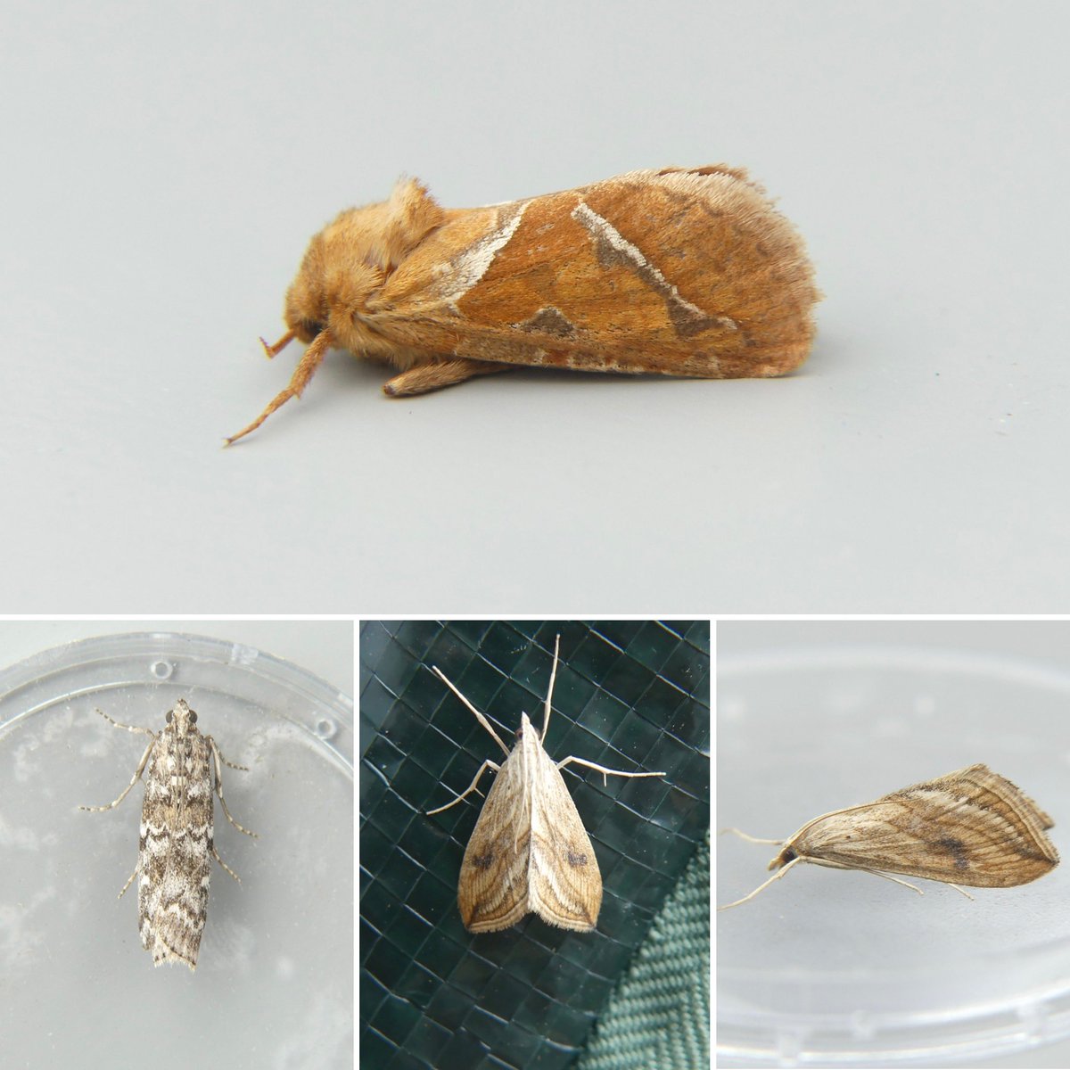 23/7/25 VC96 366/52

13 NFG takes my garden list to over 150 different species. New ones included: 

Double Lobed
Tawny Speckled Pug
Dotted Carpet
Shaded Broad Bar
Rosy Minor 
Yellow Shell

#teammoth