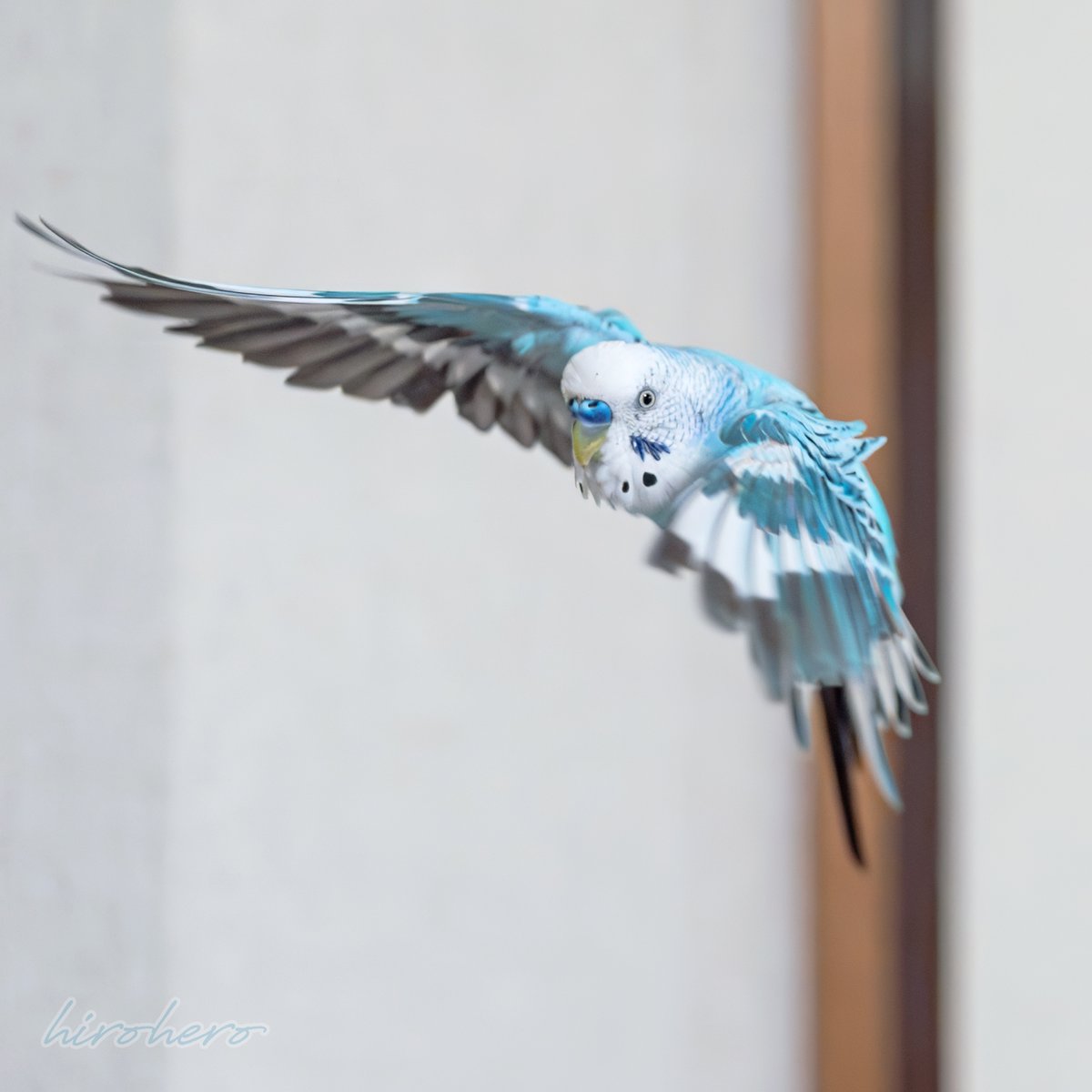 hirohero's tweet image. 通りますよ!?

#セキセイインコ