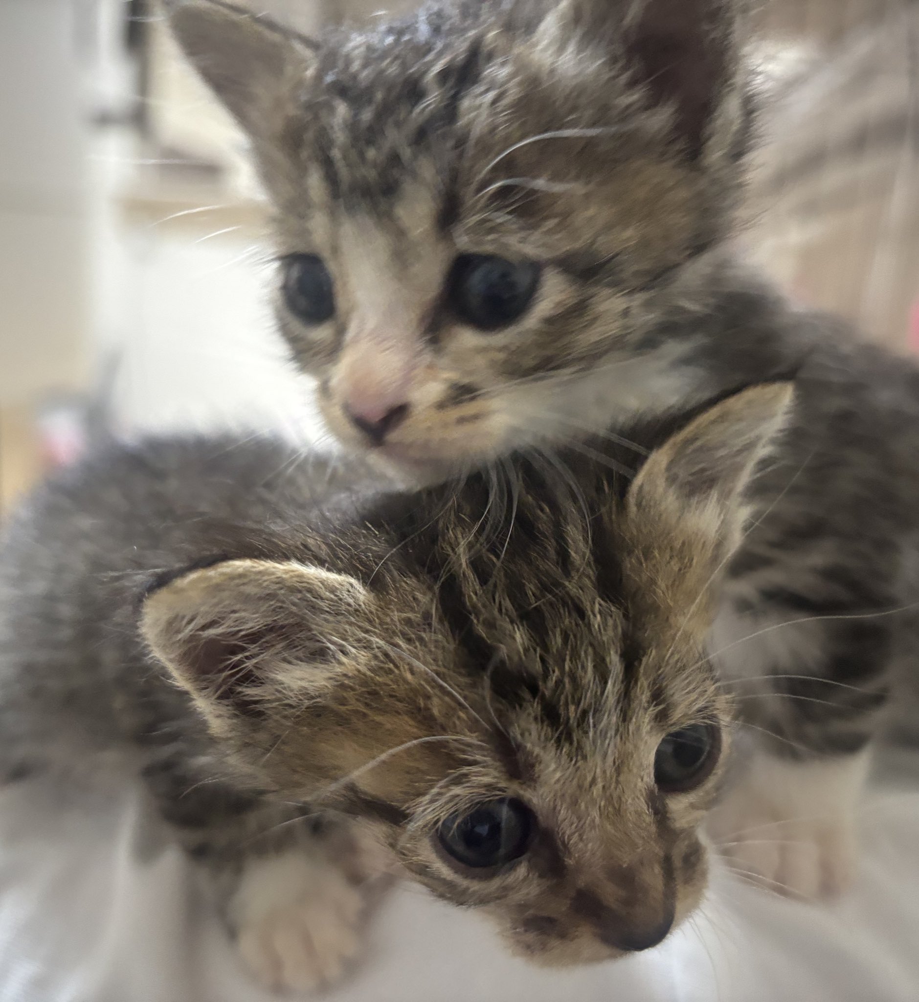 ネコワナンビキオッテモコマランと思う。ページ MO🐈‍⬛KO on X: 