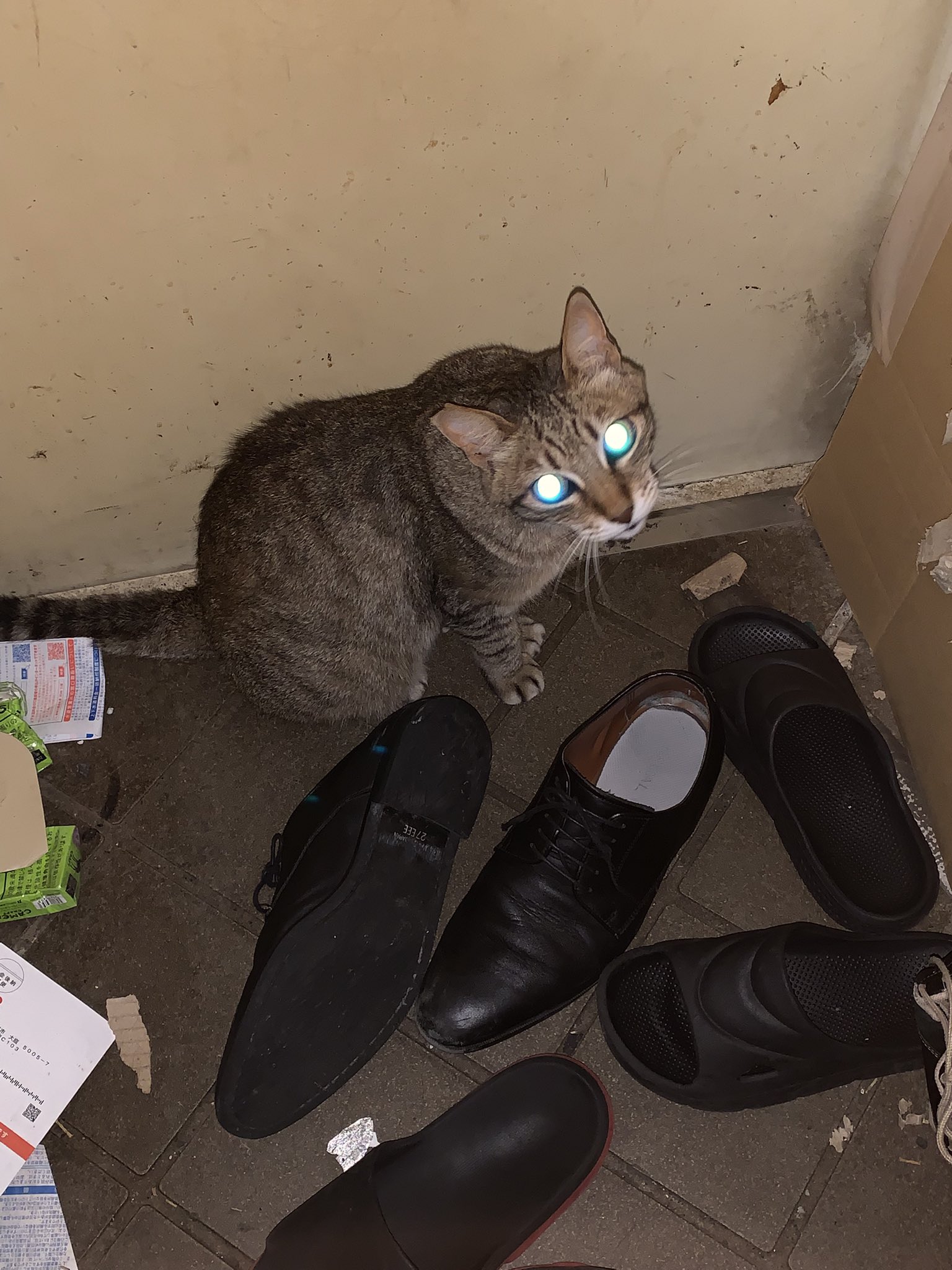 猫 昼行灯 on X: 