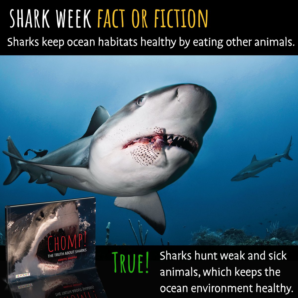 AnnetteWhipple's tweet image. Humans need sharks! Really!
Learn more>> annettewhipple.com/2025/07/10-sha…
#SharkWeek #SharkWeek2025