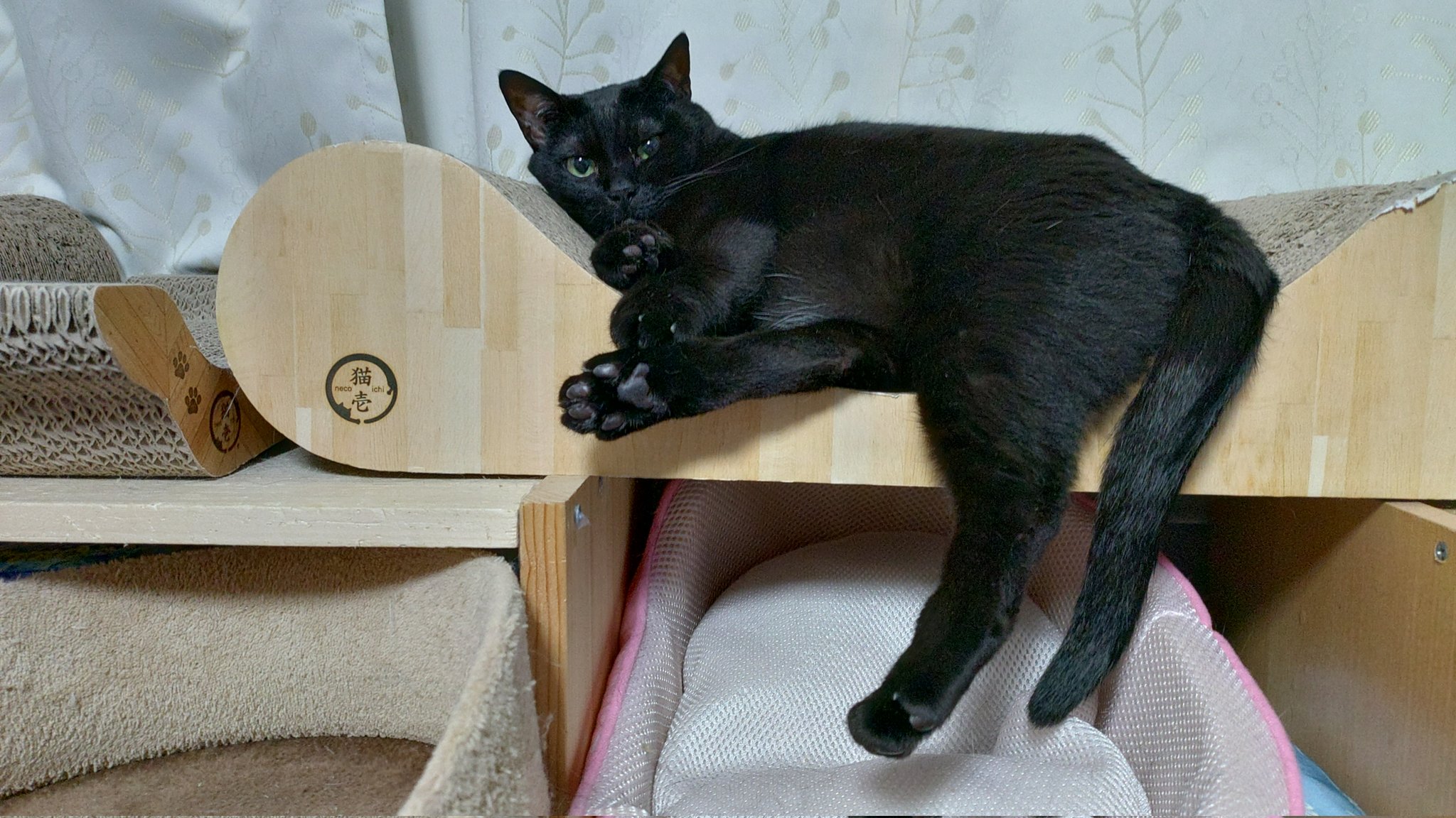 黒猫0619 足顎乗せ寝🦶🐾💤 . . . . . #黒猫#猫#保護猫#黒猫同盟#黒猫部