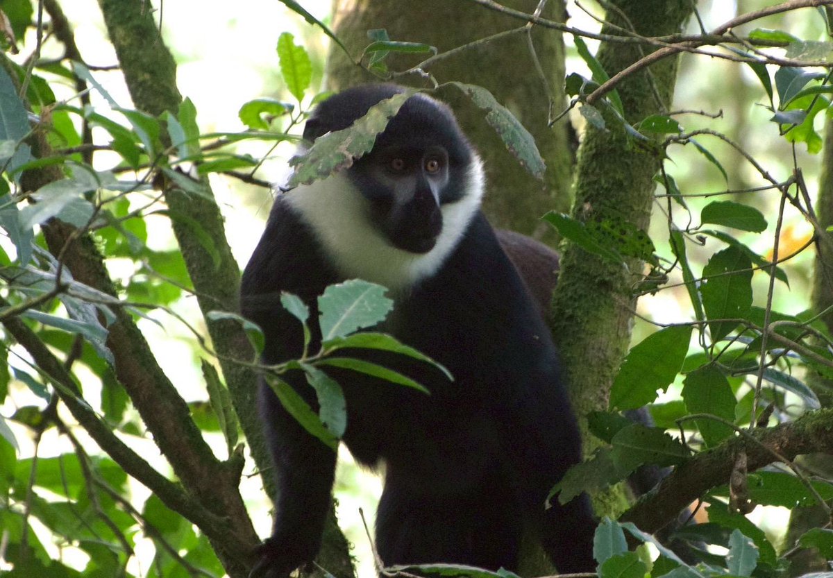 Forest of Hope (FHA) tweet media