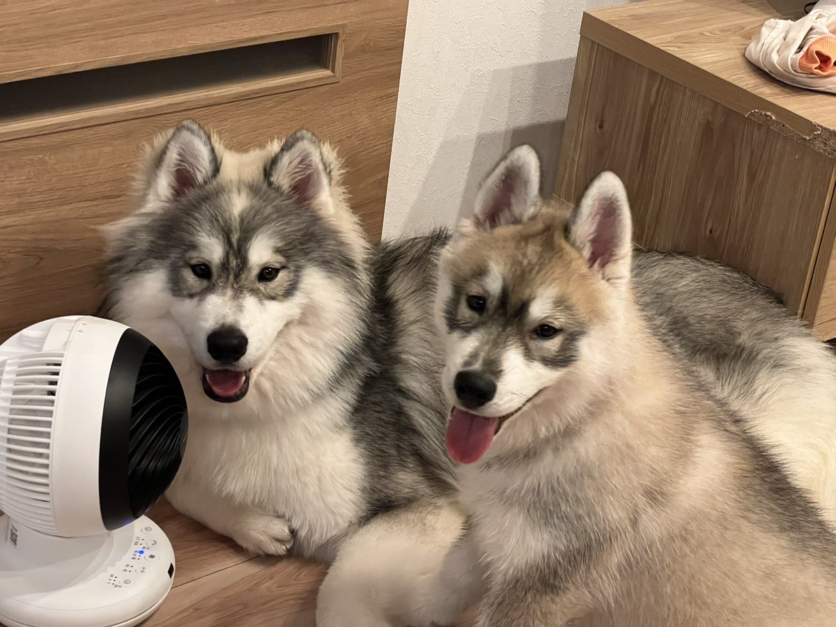 samosky_shirasu's tweet image. 室温19度なのに
大人気なサーキュレーター前