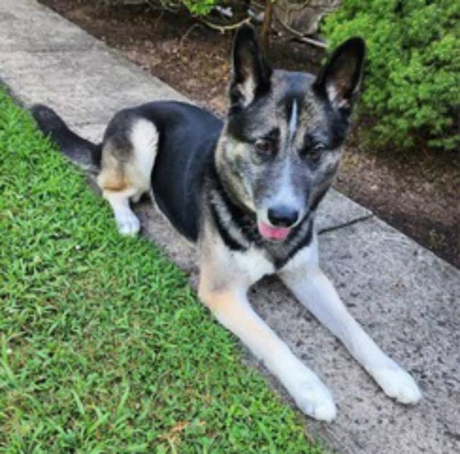 Rescue Ridge tweet media