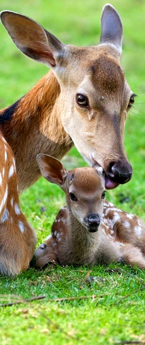 Mother's love ❤️