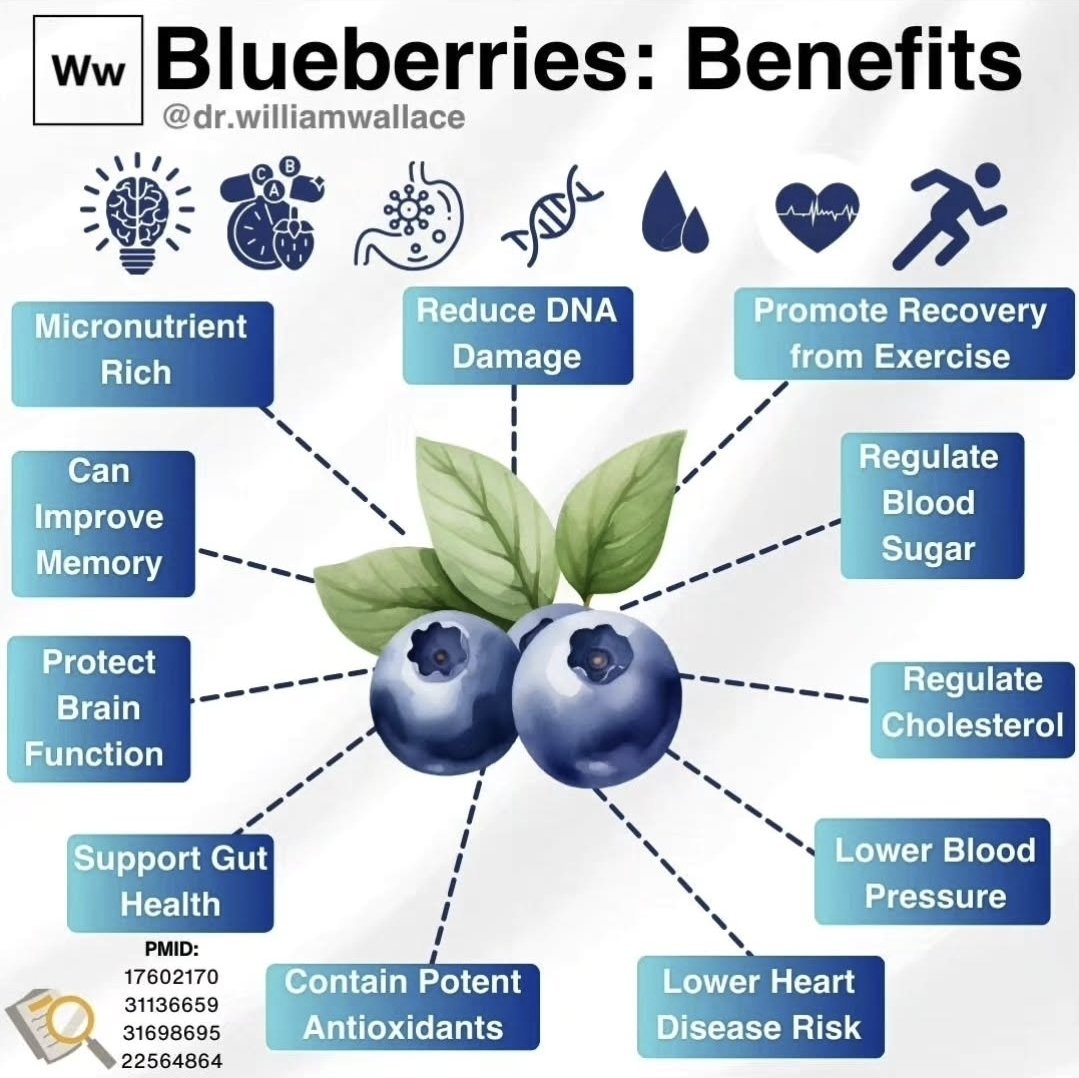 drwilliamwallac's tweet image. 11 Evidence-based Health Benefits of Blueberries:
1) Nutrient-rich - 150g portion can supply 1/4 of vitamin C and manganese requirements, 1/3 of vitamin K1 needs, and also provide vitamin E and copper
2) Support gut health - antioxidants and fiber in blueberries both support…
