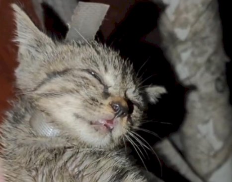 Heartbreaking: One ,more kitten fell victim to China’s animal abuse.
This is state-sponsored hate against animals.
 No mercy for these cruel abusers—the worst of humanity. #StopAnimalAbuse #ChinaAnimalCruelty <a href="/PhaedraXTeddy/">Phaedra</a> <a href="/SameenaAhmad7/">Sameena Ahmad 🇪🇺🏴󠁧󠁢󠁳󠁣󠁴󠁿</a>