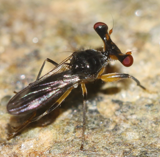 ZooKeys_Journal's tweet image. An updated understanding of the taxonomy of four Afrotropical and Palaearctic species of the stakled-eye fly genus Sphyracephala, with an illustrated review of the five other Sphyracephala: doi.org/10.3897/zookey…
