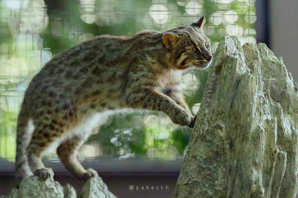 yabecch's tweet image. なつのいろ。
(2025.07.24)
ZOORASIA
こう