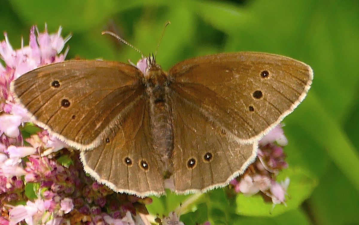 beingmyself_25's tweet photo. Einfarbig braun ist die Grundfärbung der Flügeloberseiten des Braunen Waldvogels; seine Flügelunterseiten weisen dieselbe Grundfarbe auf...
#BraunerWaldvogel #AphantopusHyperantus #Schmetterling #TiereInFreierNatur #Juli25 #LDK https://t.co/WE8uPm966w
