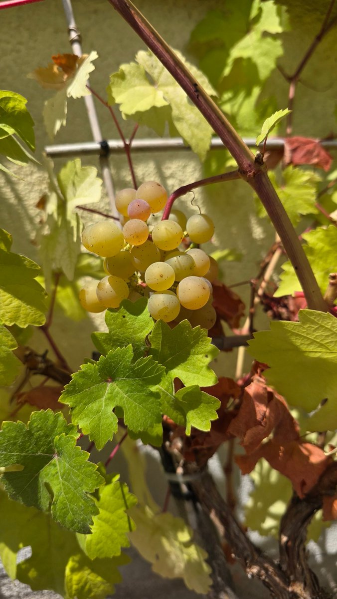 FrqnkSt's tweet image. Es ist das erste mal, dass unser junger Traubenstock eine Traube hat.

Wieviele Hektoliter Wein kann ich damit machen?