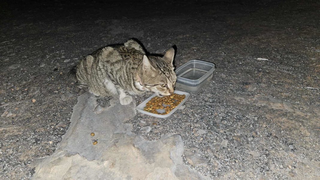 CyprusPassion's tweet image. Appreciation post to the Pancyprian Veterinary Association, which announced that veterinary clinics will offer their services free of charge for the treatment of injured animals from the affected areas 🐾🙏