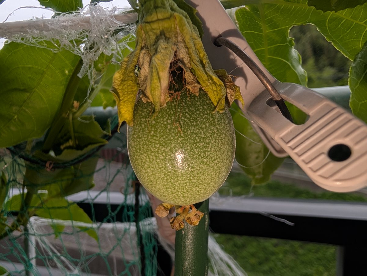 パッションフルーツ 初収穫
今年も収穫できました！
あと２０個。全部収穫するぞぉ！
#パッションフルーツ #収穫 
一つ目はいっちばんちいさいパッションフルーツだった
ここからみてね
youtube.com/shorts/MJrYII8… <a href="/YouTube/">YouTube</a>より