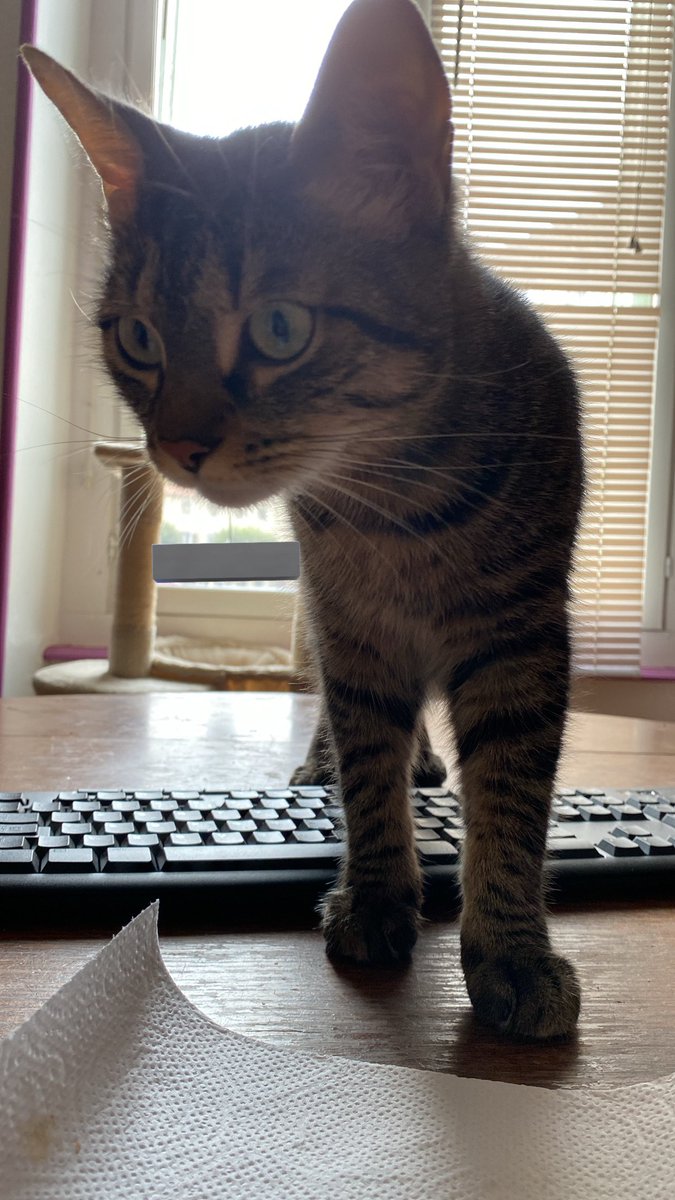 lokimimii's tweet image. pardon maman a mangé toute la tarte aux pommes excuse moi
