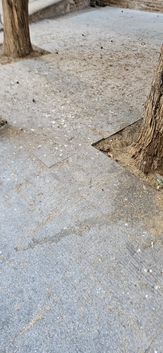 🧹El #abandono del alcalde retratado en 200 metros de las calles Mérida y San Clemente de #Talavera.

👉+Info: lc.cx/q7Q4Ib