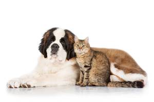 MorristownTAP's tweet image. It&apos;s gonna be hot today! Make sure your pets are ok in this heat! tapinto.net/towns/morristo…
